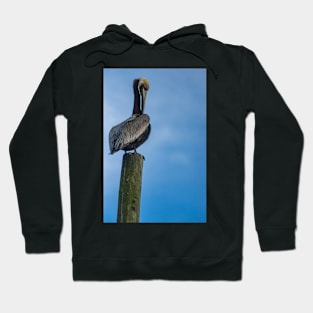 Pelican Hoodie